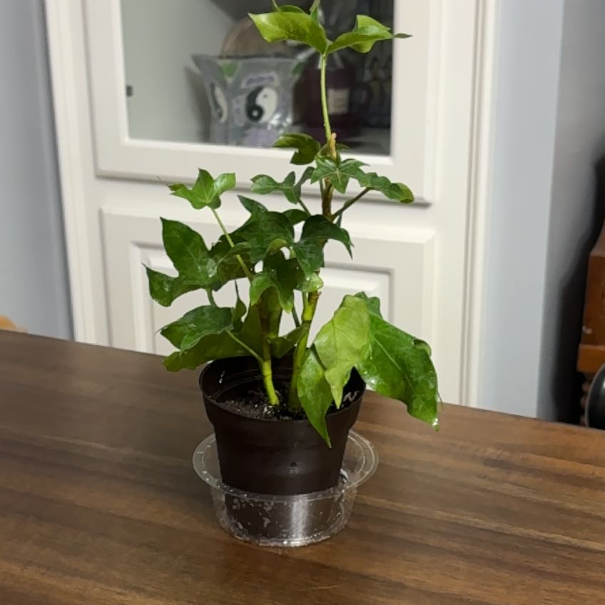 Photo of the plant species Pia Tree Ivy by @ClubbyPukatea named Pia Zadora on Greg, the plant care app