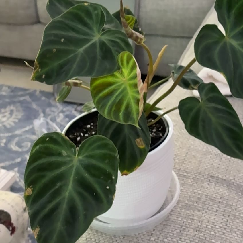 Photo of the plant species Philodendron verrucosum 'Tambillo' by @ClubbyPukatea named Barney - SW on Greg, the plant care app