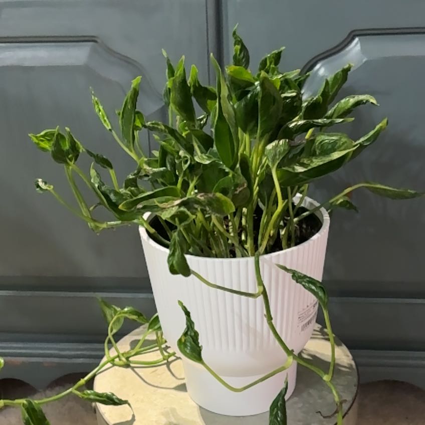 Photo of the plant species Shangri La by @ClubbyPukatea named Popeye - SW on Greg, the plant care app