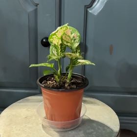 Photo of the plant species Aglaonema 'Favonian' by @ClubbyPukatea named Ciara on Greg, the plant care app