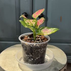 Photo of the plant species 'Lucky Red' by @ClubbyPukatea named Kat on Greg, the plant care app