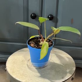 Photo of the plant species Florida Green Philodendron by @ClubbyPukatea named Remington on Greg, the plant care app