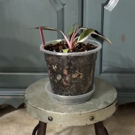 Photo of the plant species Philodendron 'Red Anderson' by @ClubbyPukatea named Varshi  -  SW on Greg, the plant care app