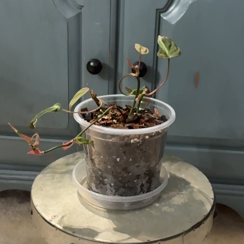 Photo of the plant species Philodendron micans 'Velvet Halo' by @ClubbyPukatea named Angel on Greg, the plant care app