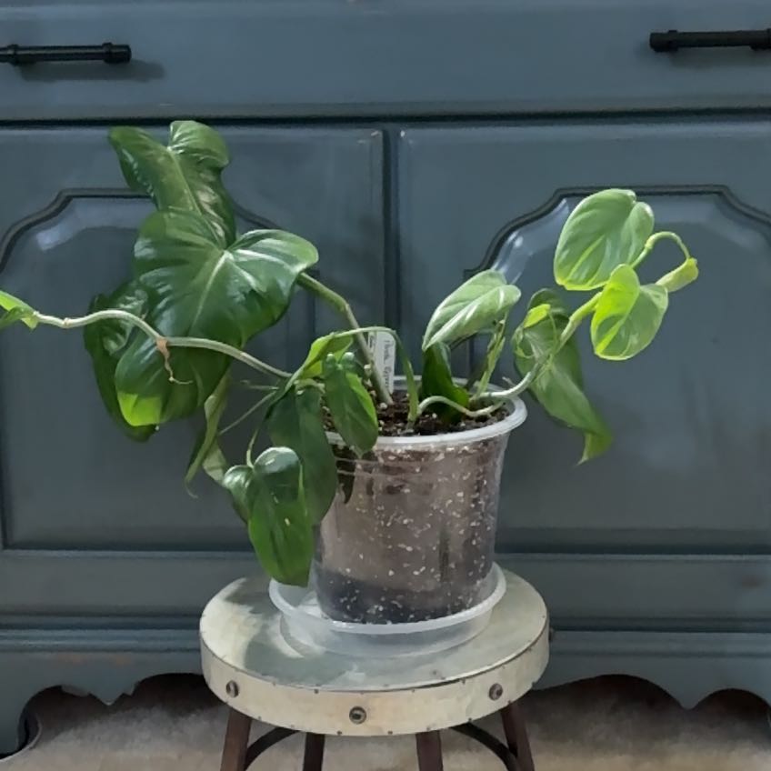 Photo of the plant species Panda Philodendron by @ClubbyPukatea named Panda Express on Greg, the plant care app