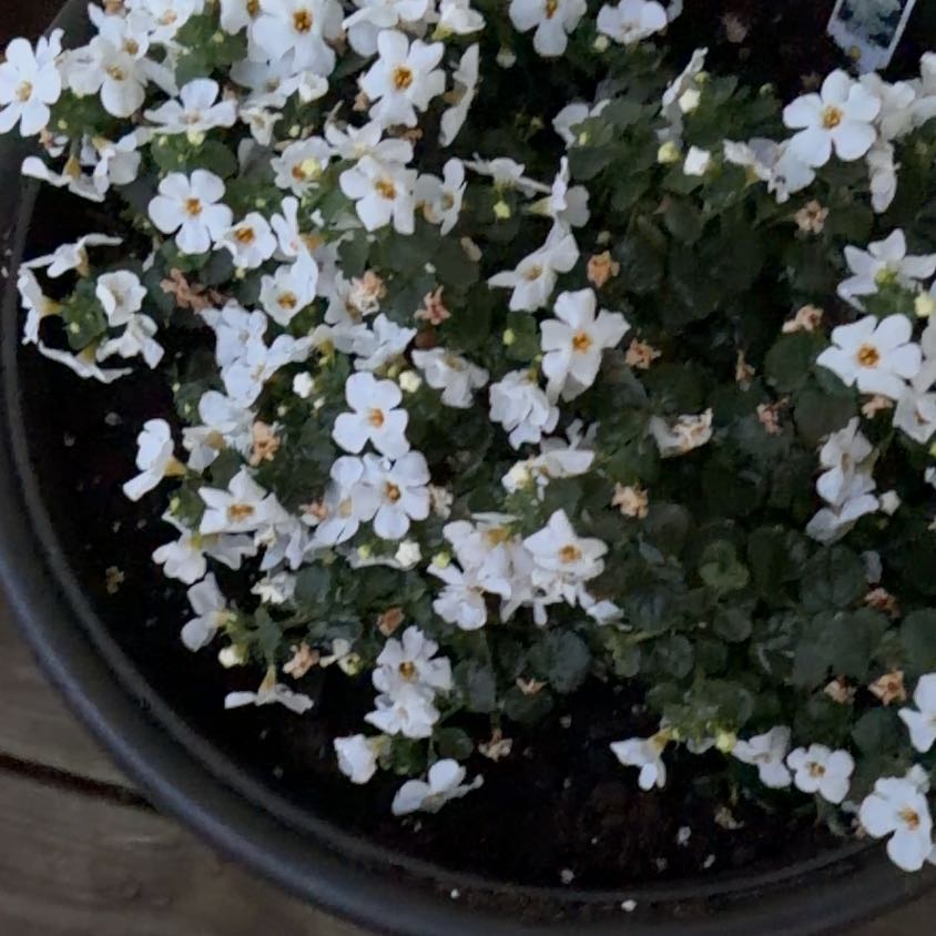 Photo of the plant species Peach-Leaf Bellflower by @SvelteBlackrose named Fernie Mercury on Greg, the plant care app