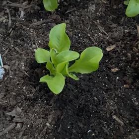 Photo of the plant species Leaf Lettuce by @SvelteBlackrose named Sproutacus on Greg, the plant care app