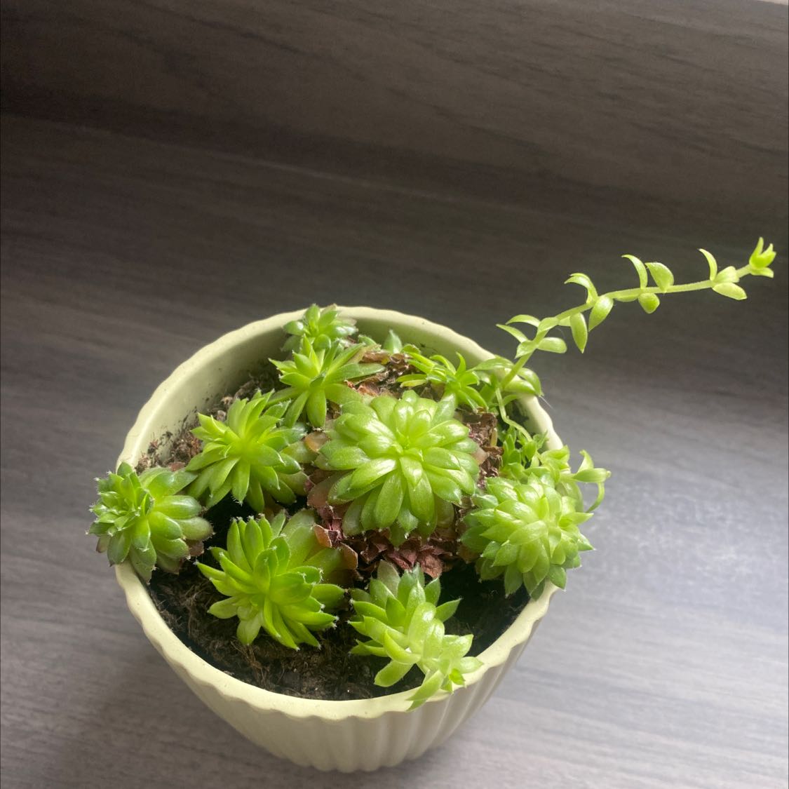 Photo of the plant species Hens and Chicks by @WorldlyOrchid named Your plant on Greg, the plant care app