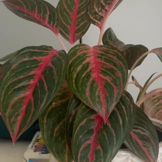 Chinese Evergreen plant in New York, New York