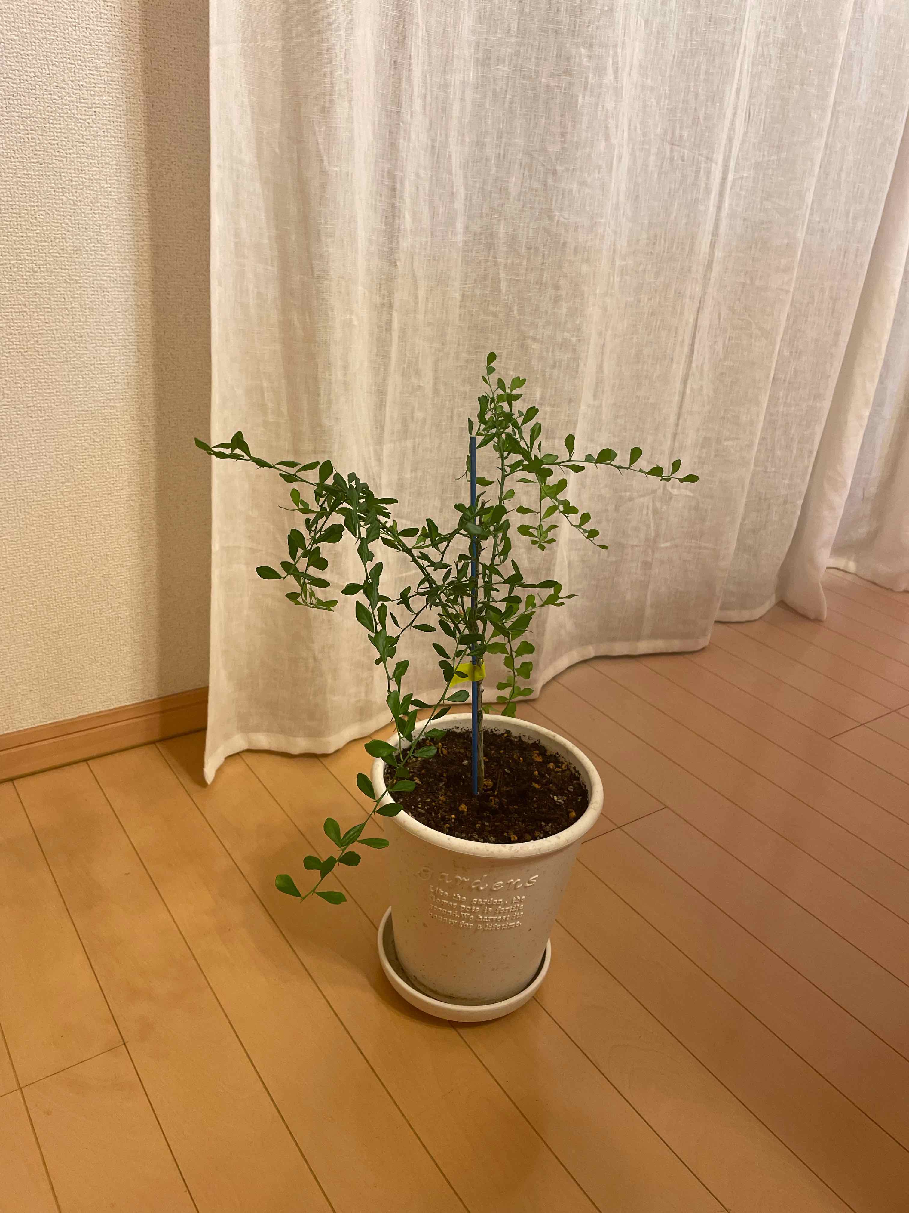 Potted Australian Finger Lime plant indoors with visible soil and green leaves.