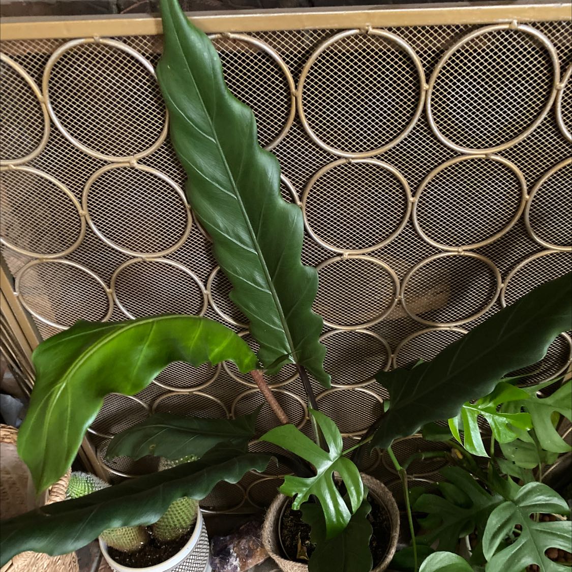 Purple Sword plant with long, dark green leaves in a pot indoors.