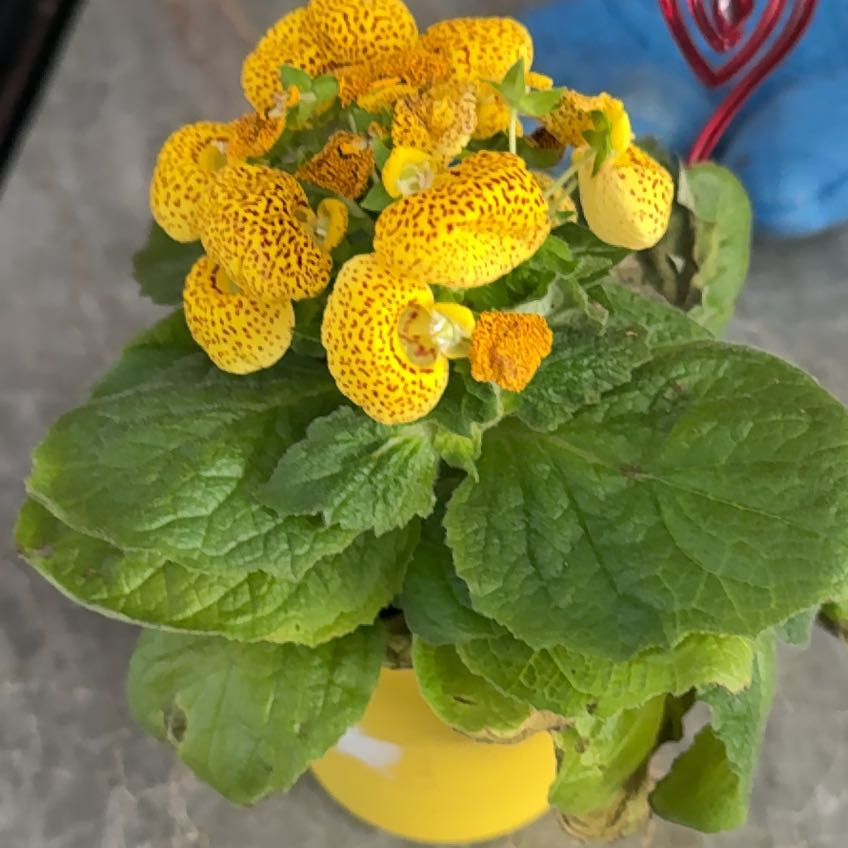 Photo of the plant species Orange Balsam by @VitalPansy named Daphne on Greg, the plant care app