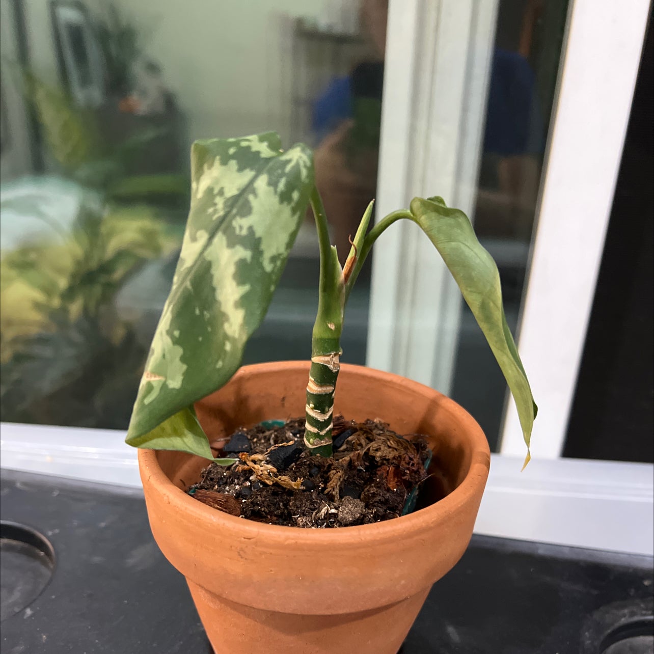 Plant care for Aglaonema commutatum 'Red Vein' on Greg, the plant care app