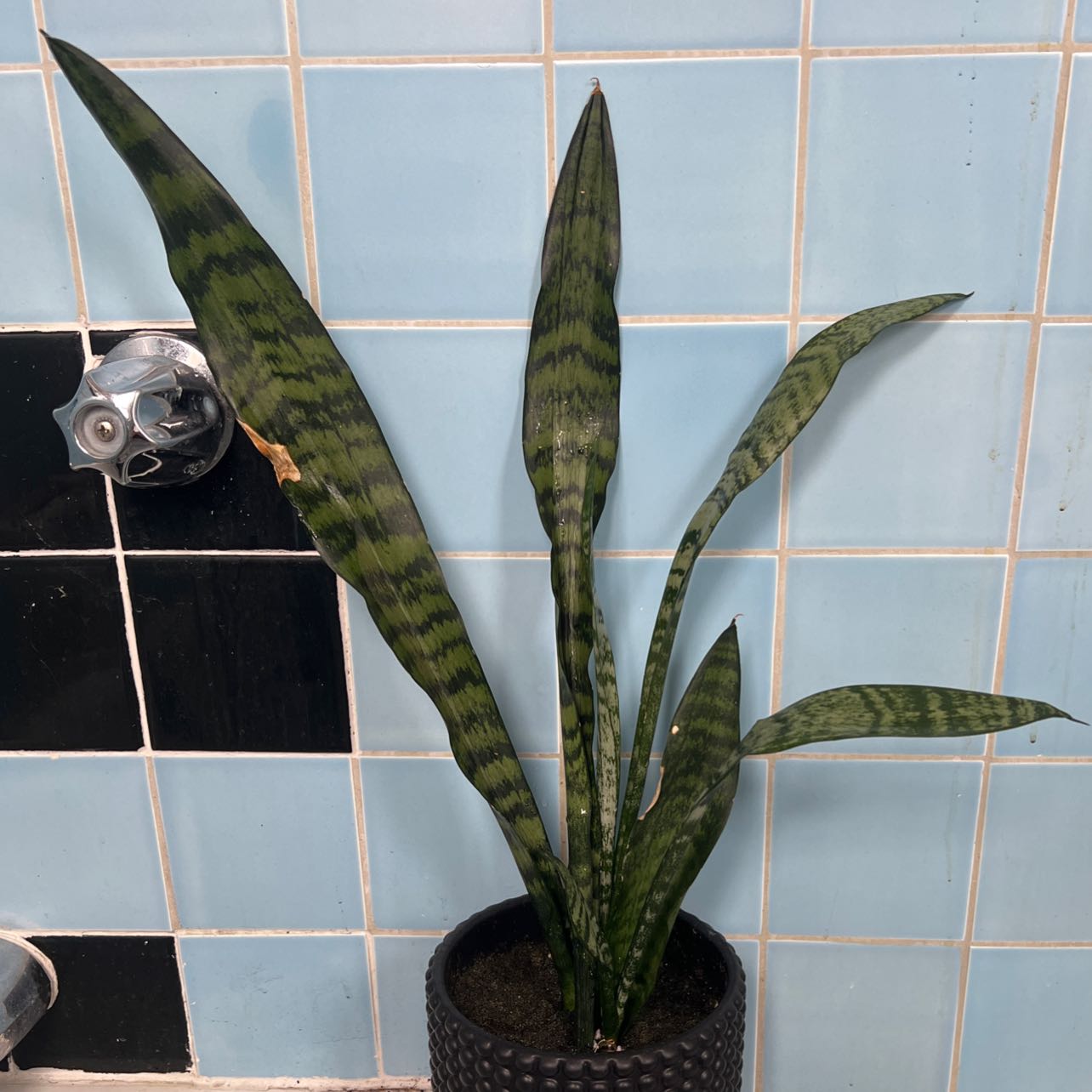 Black Coral Snake Plant in a pot against a tiled background.