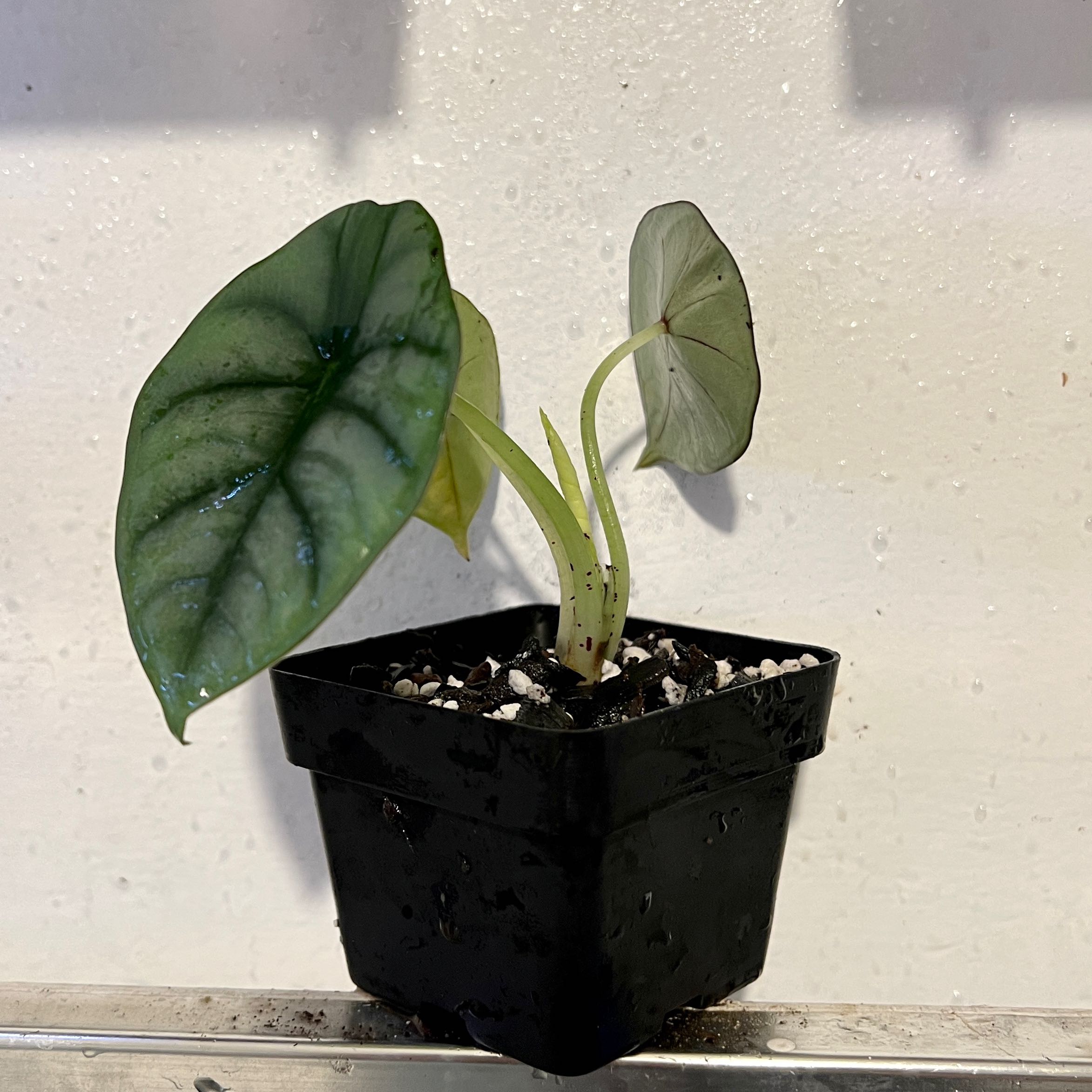 Alocasia nebula 'Imperialis' plant in a black pot with healthy green leaves.