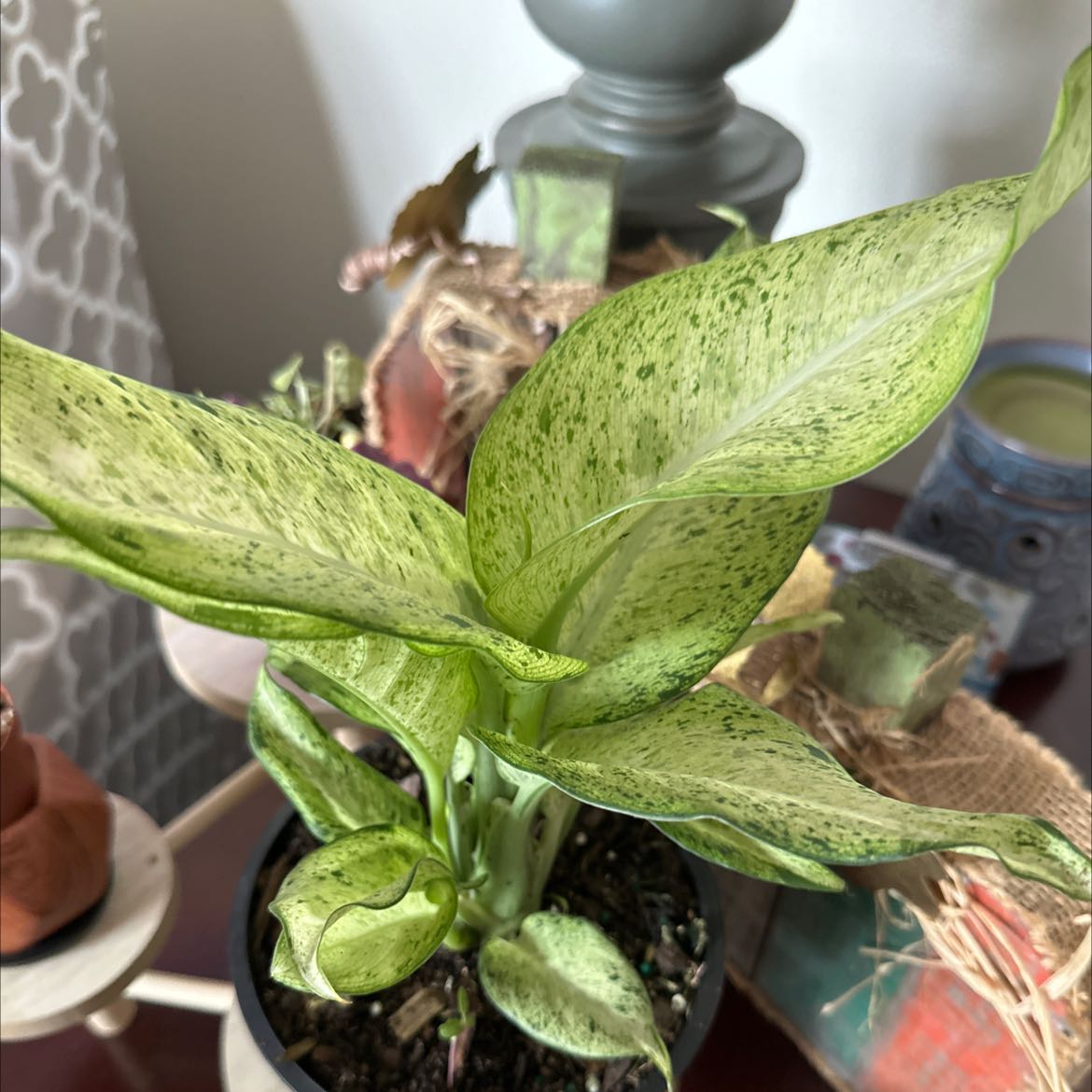 Dieffenbachia 'Camouflage' plant with variegated green leaves in a pot with visible soil.