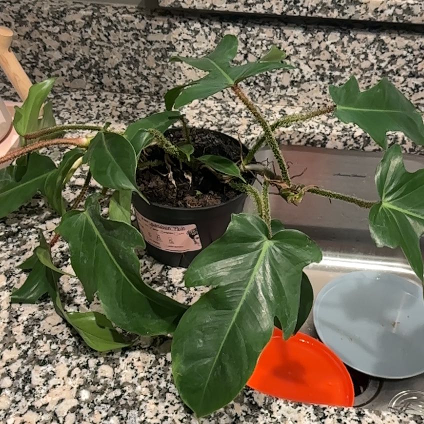 Photo of the plant species philodenren by @WellreadNapaea named Lola on Greg, the plant care app