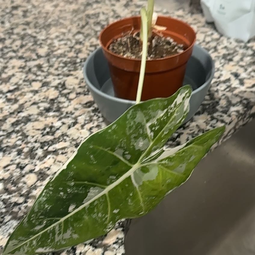 Photo of the plant species Variegated Frydek by @WellreadNapaea named Madonna on Greg, the plant care app