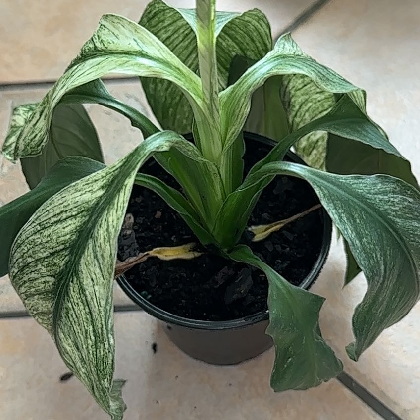 Photo of the plant species Spath sensation by @WellreadNapaea named Anne on Greg, the plant care app