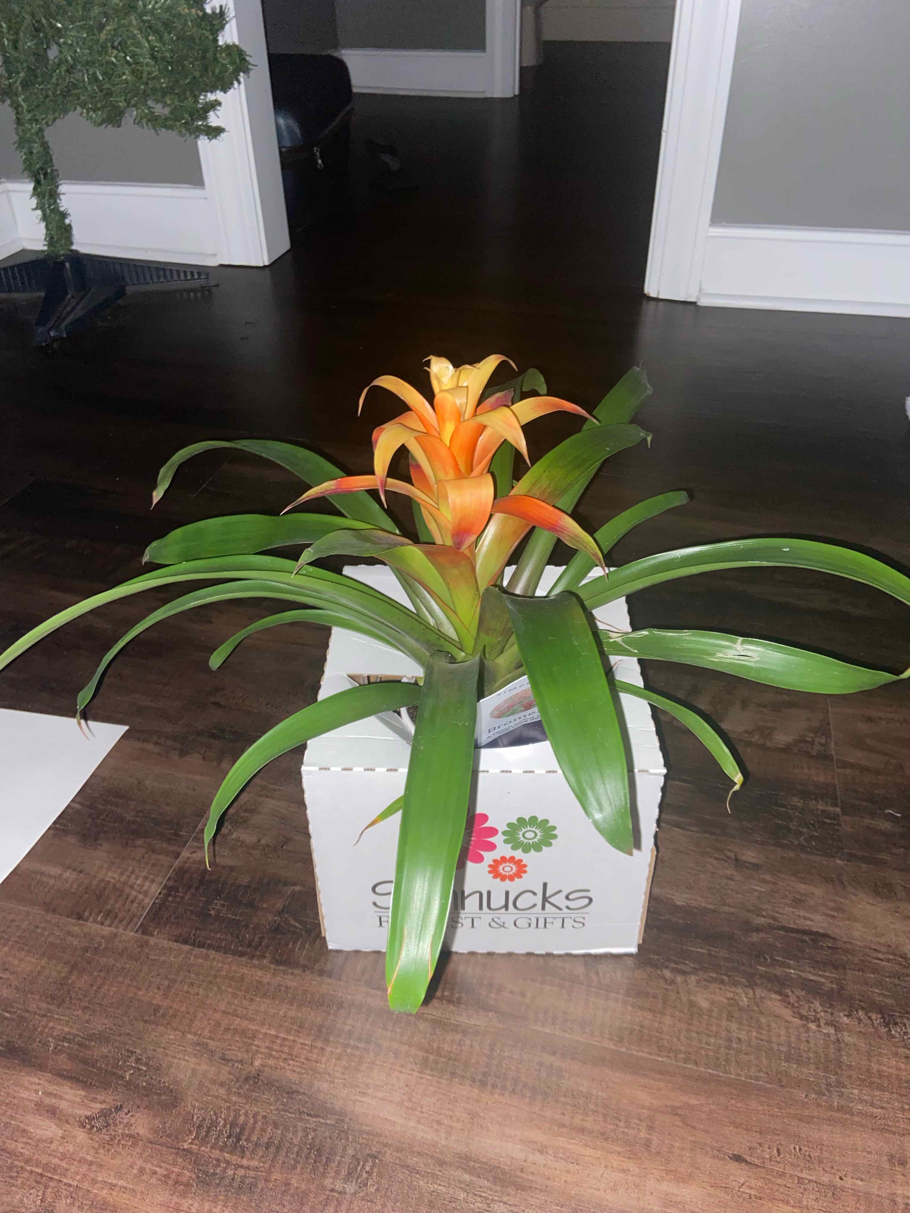 Bromeliad plant with vibrant green leaves and an orange flower, placed in a box on a wooden floor.