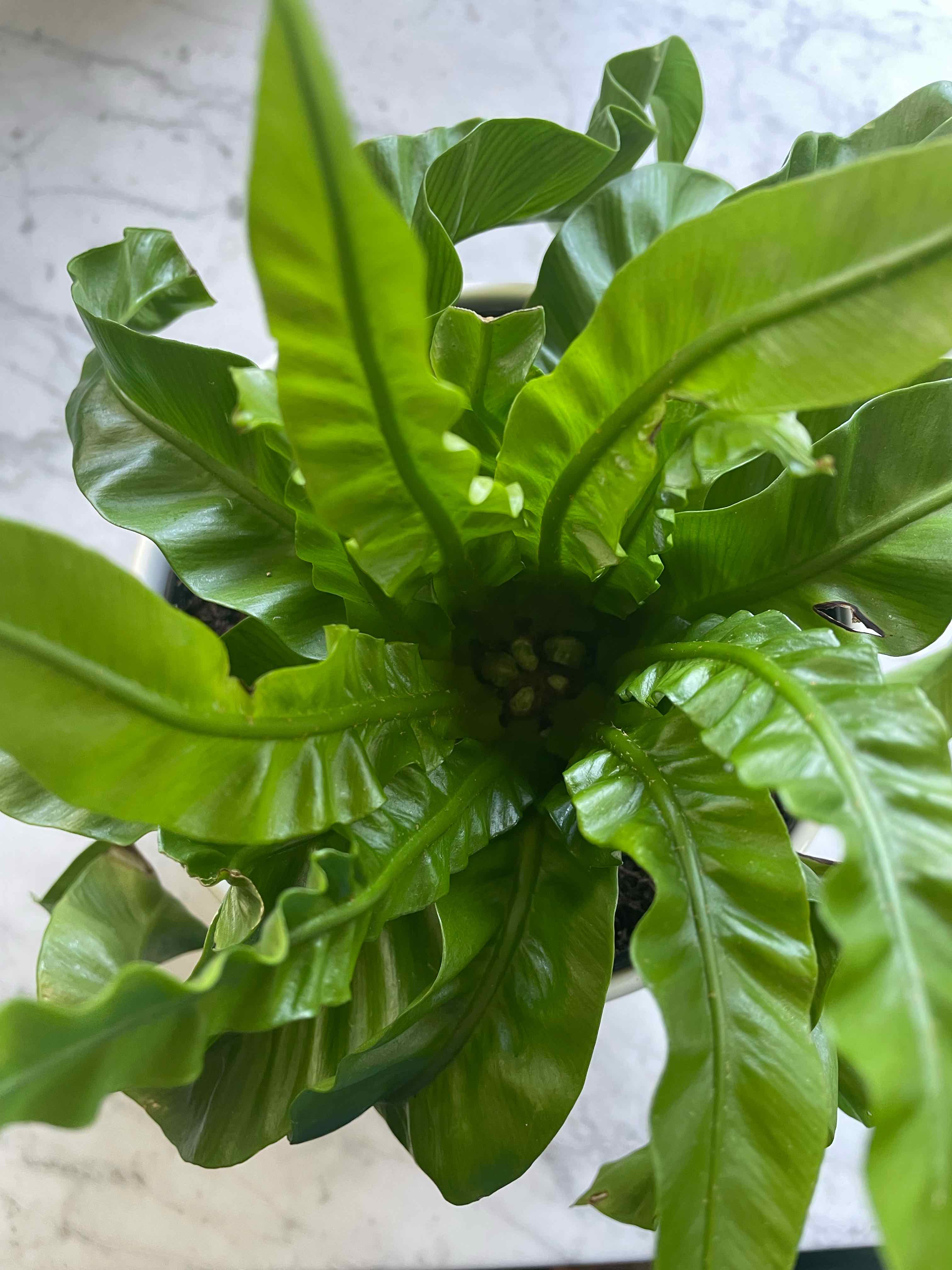 Image of a healthy Hurricane Fern with vibrant green leaves.