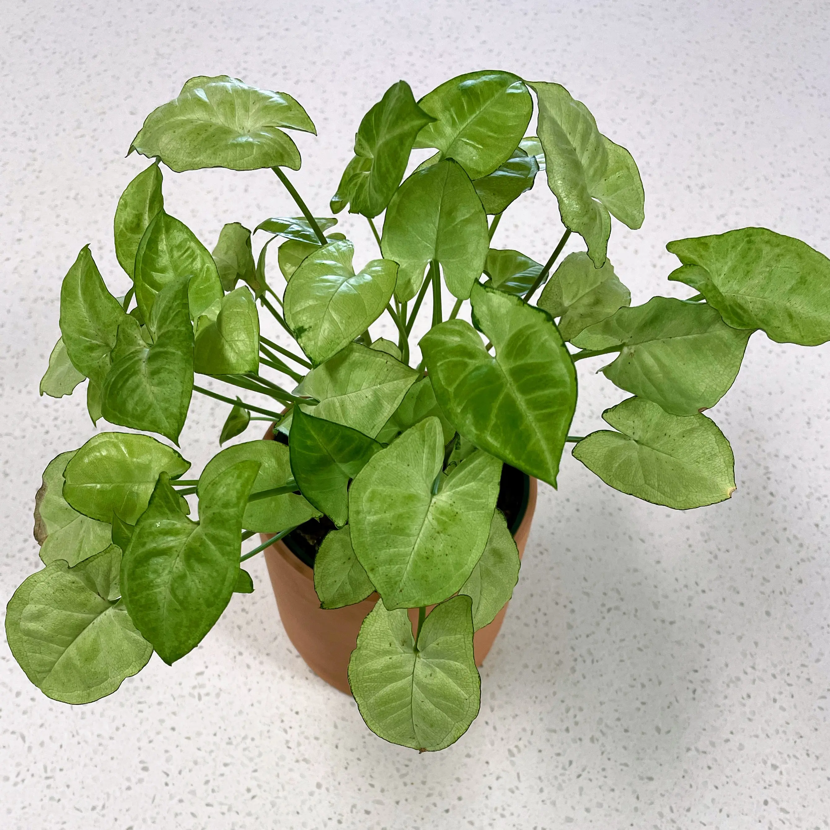 Syngonium Pixie - Set Da 3 Piante In Vaso 12cm - Foglie Variegate Viola - Altezza 20-30cm