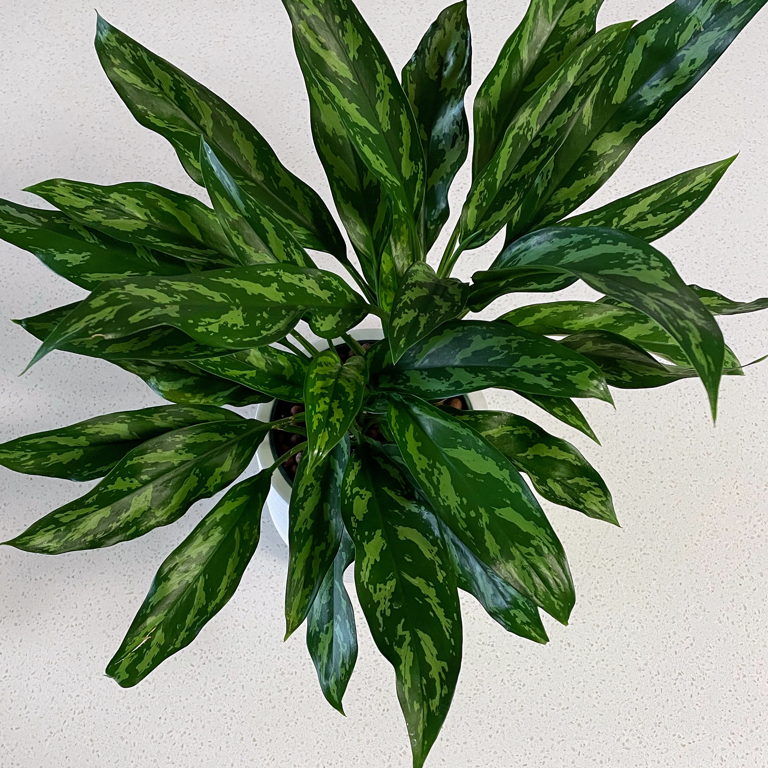 Photo of the plant species Chinese Evergreen Mary Ann by @lemrobs named Ginger on Greg, the plant care app