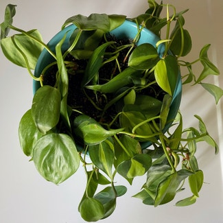 Philodendron Brasil plant in North Wales, Pennsylvania