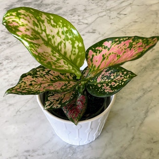 Chinese Evergreen 'Wishes' plant in North Wales, Pennsylvania