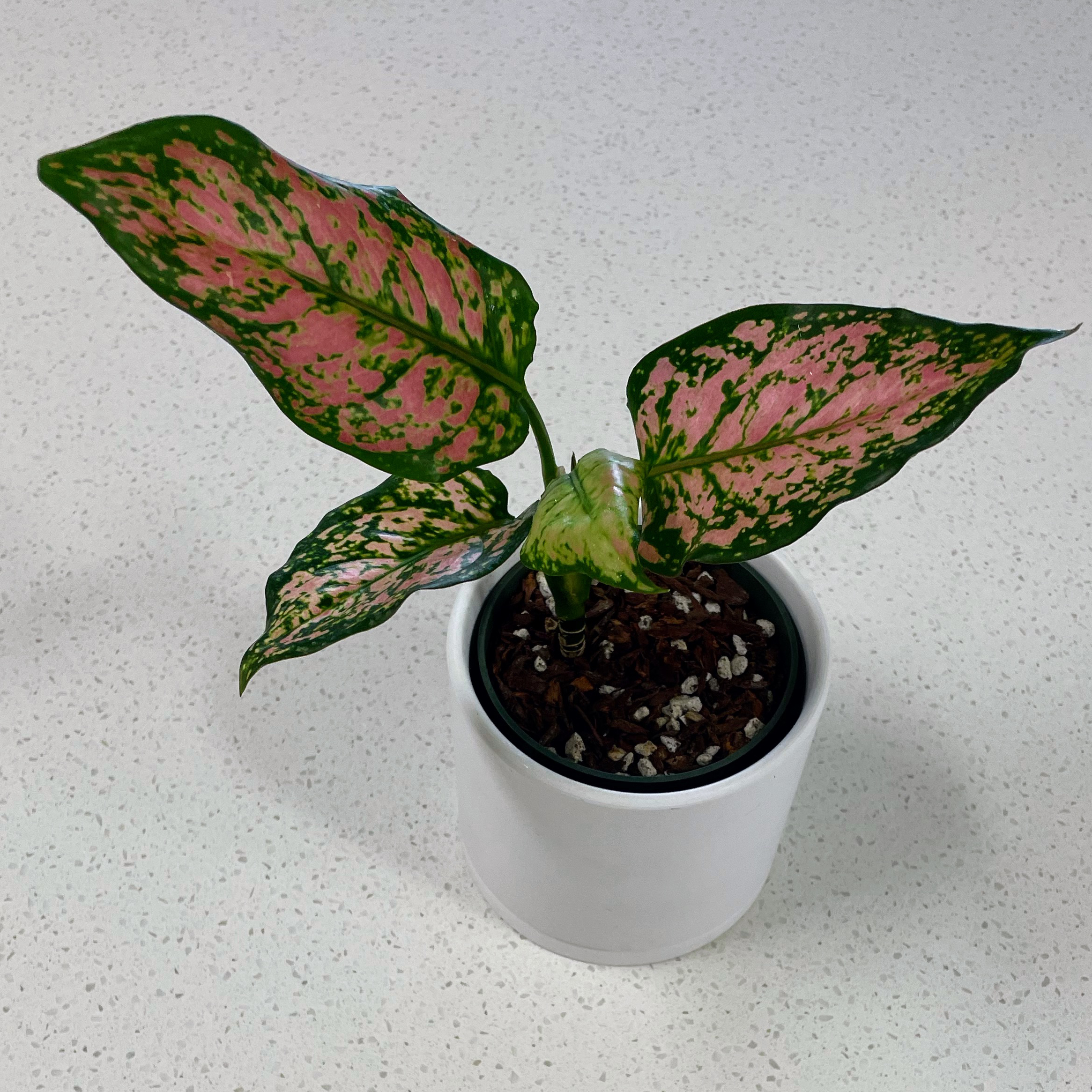 Chinese Evergreen 'Wishes' plant in a white pot with green and pink leaves.