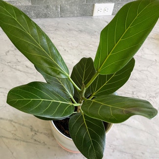 Audrey Ficus plant in North Wales, Pennsylvania