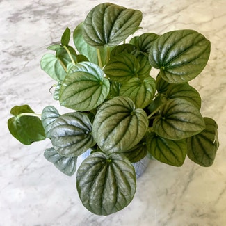 Silver Frost Peperomia plant in North Wales, Pennsylvania