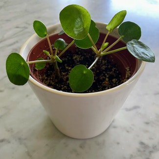 Chinese Money Plant plant in North Wales, Pennsylvania