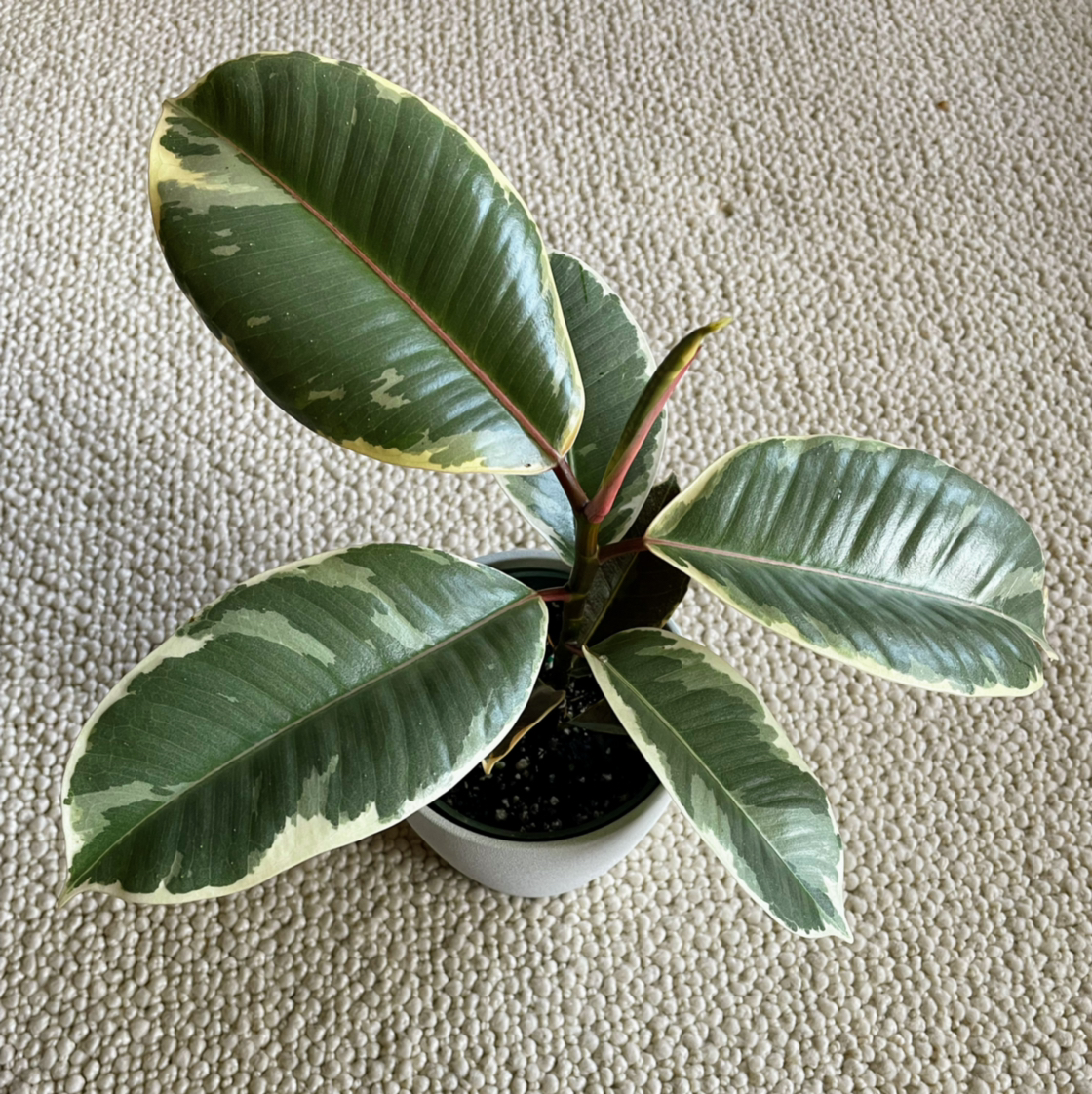 Photo of the plant species Variegated Rubber Tree by @lemrobs named Happ on Greg, the plant care app