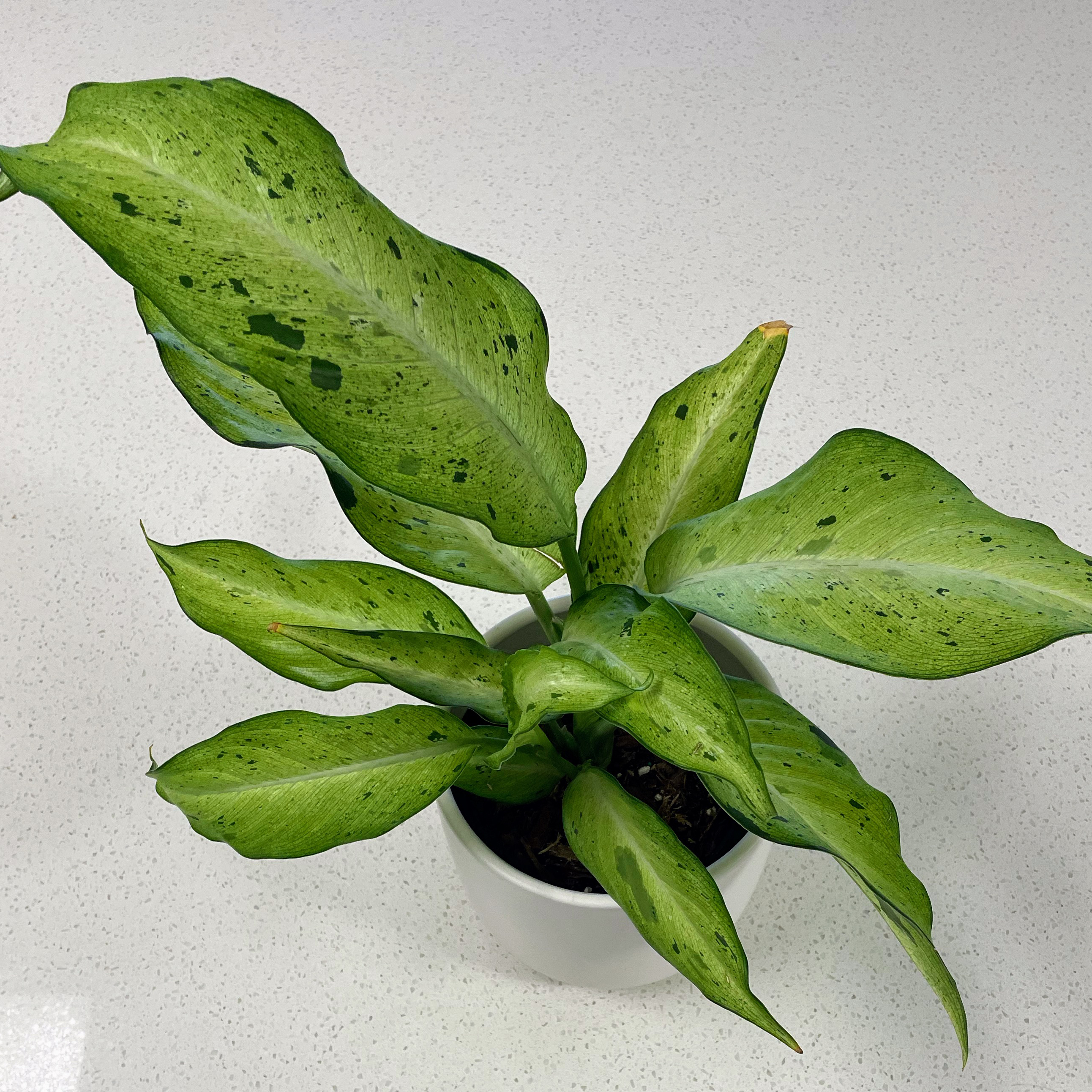 Dieffenbachia 'Camouflage' plant in a white pot with variegated green leaves.