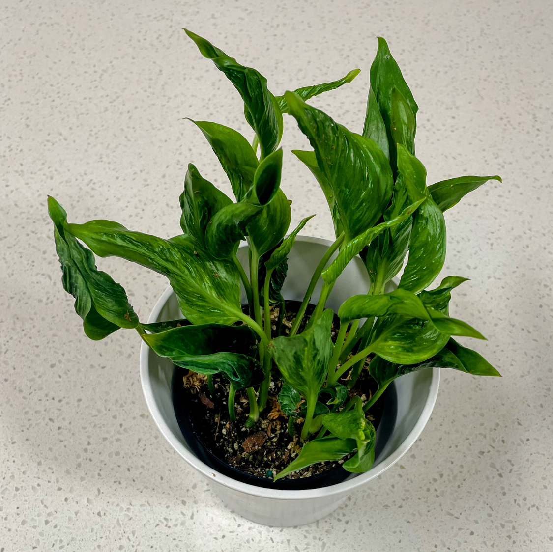 Pothos 'Shangri La' plant in a white pot with healthy green leaves.