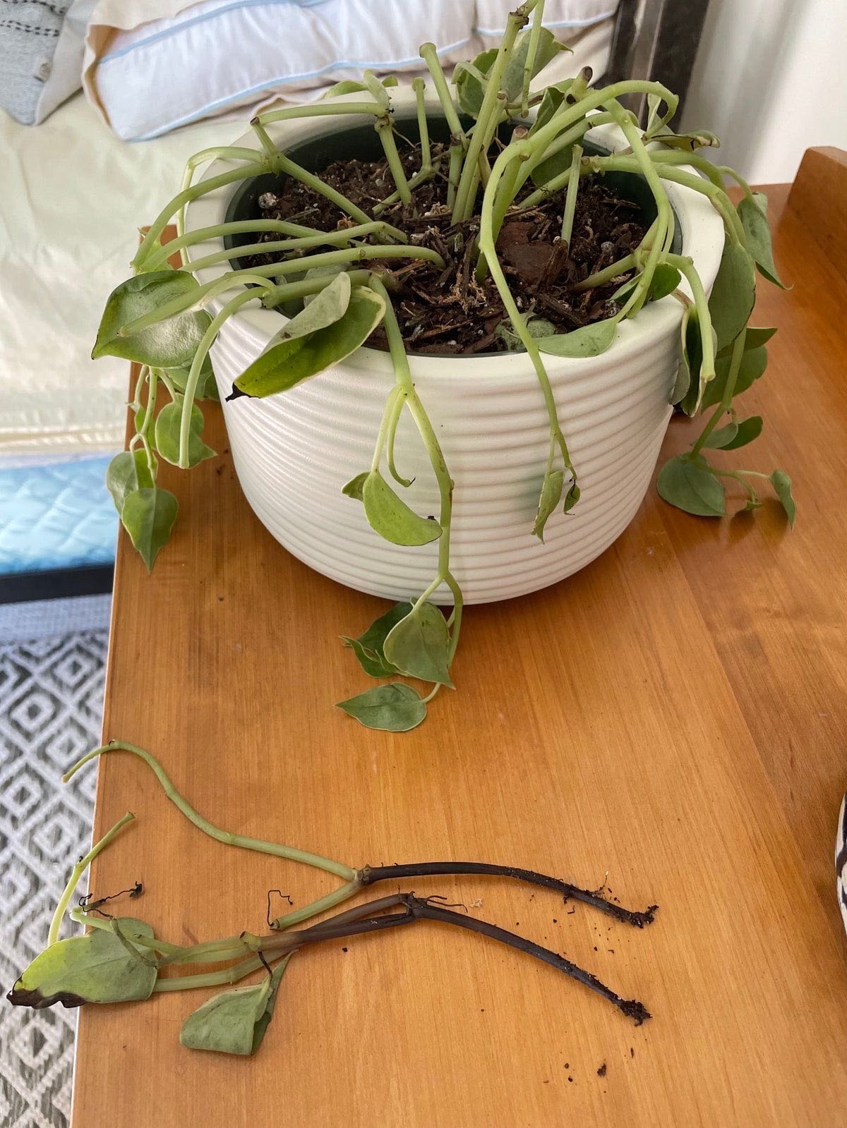 Photo from the post