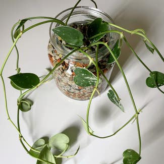 Silver Anne Pothos plant in North Wales, Pennsylvania