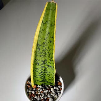 Snake Plant plant in North Wales, Pennsylvania