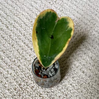 Variegated Heart Leaf Hoya plant in North Wales, Pennsylvania