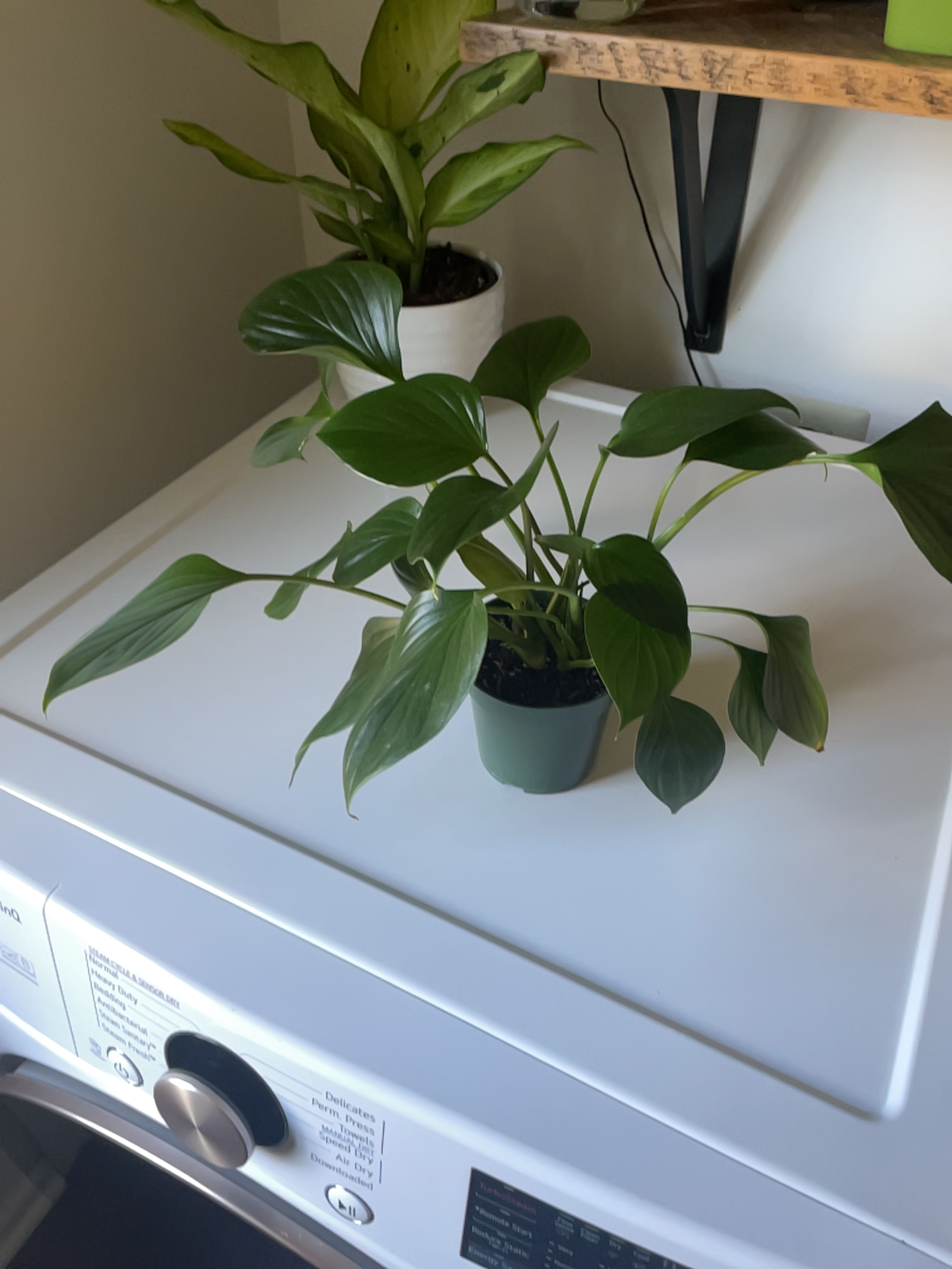 Homalomena 'Emerald Gem' plant on a washing machine with another plant in the background.