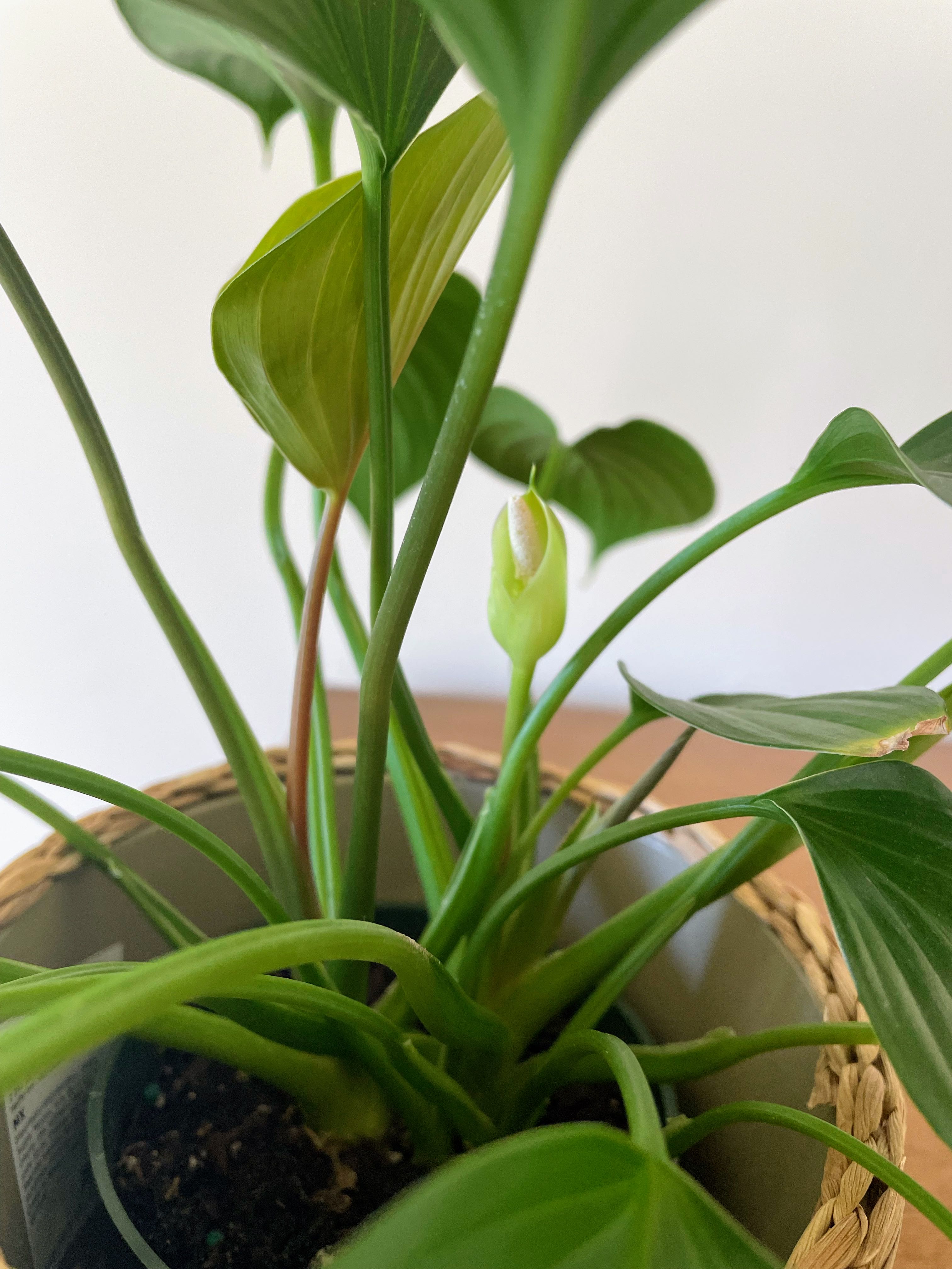 Photo from the post