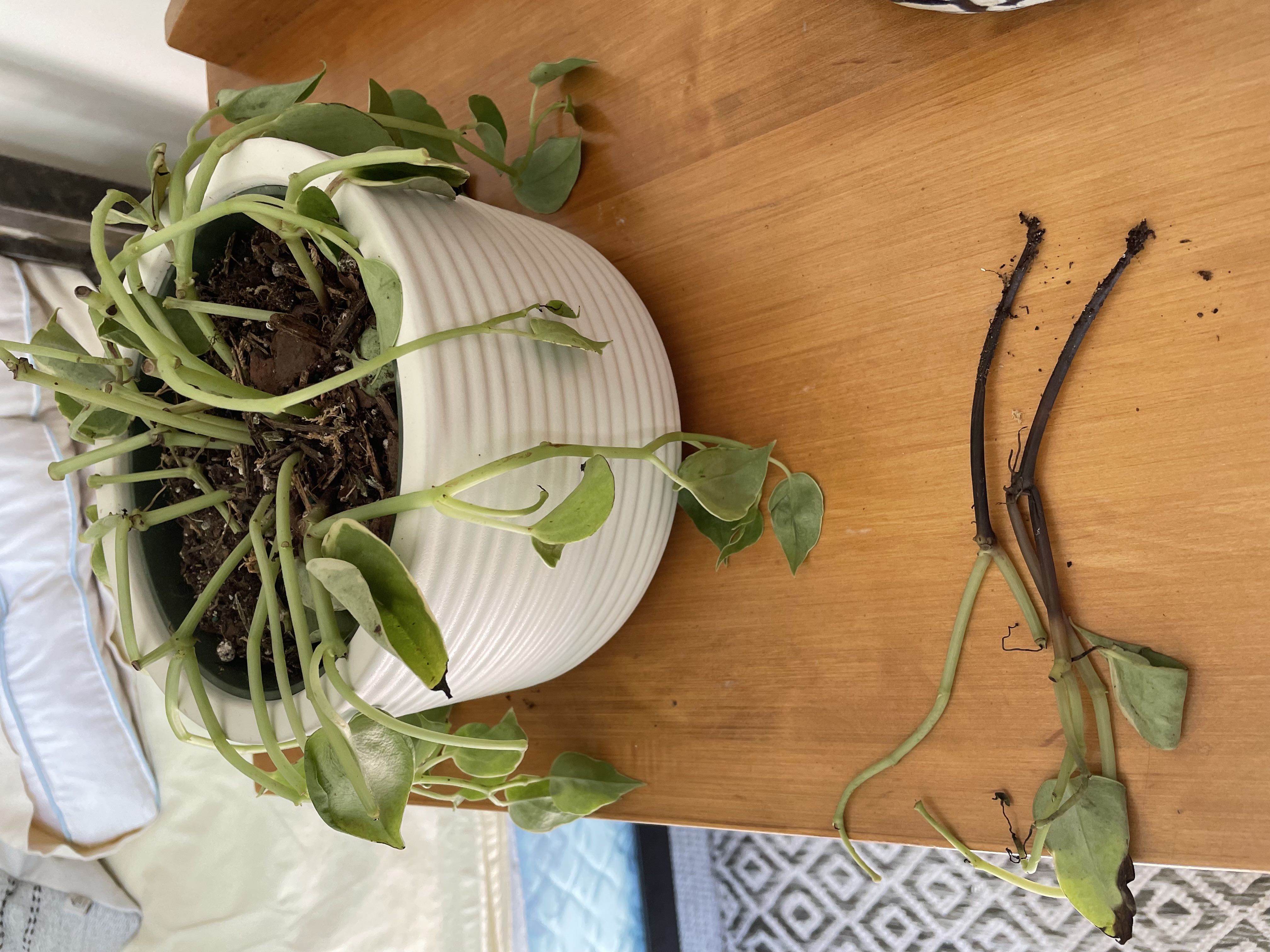 Photo from the post
