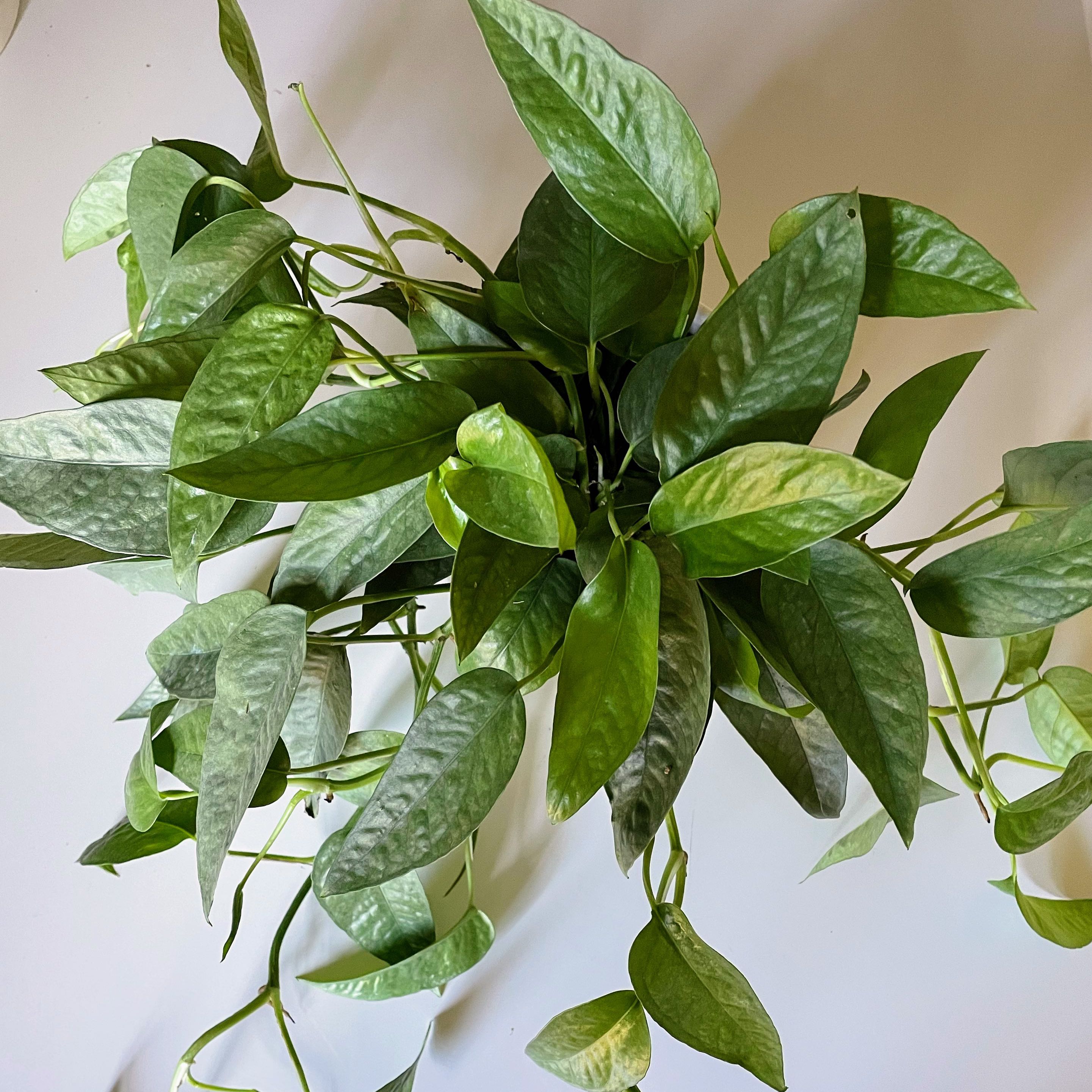 Photo of the plant species Cebu Blue Pothos by @lemrobs named Larry on Greg, the plant care app
