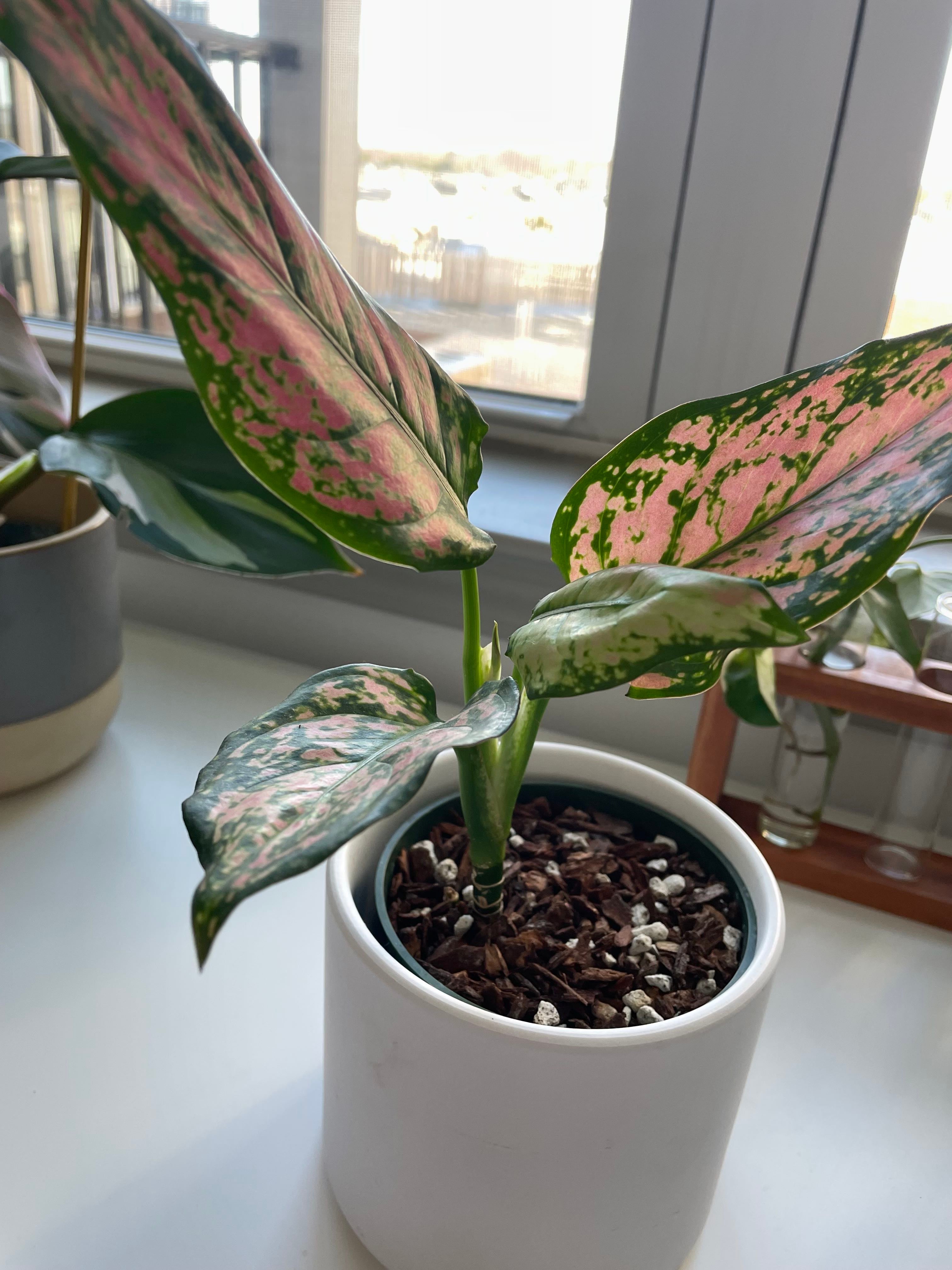 🌸 Why Aglaonema 'Wishes' Is Not an Annual