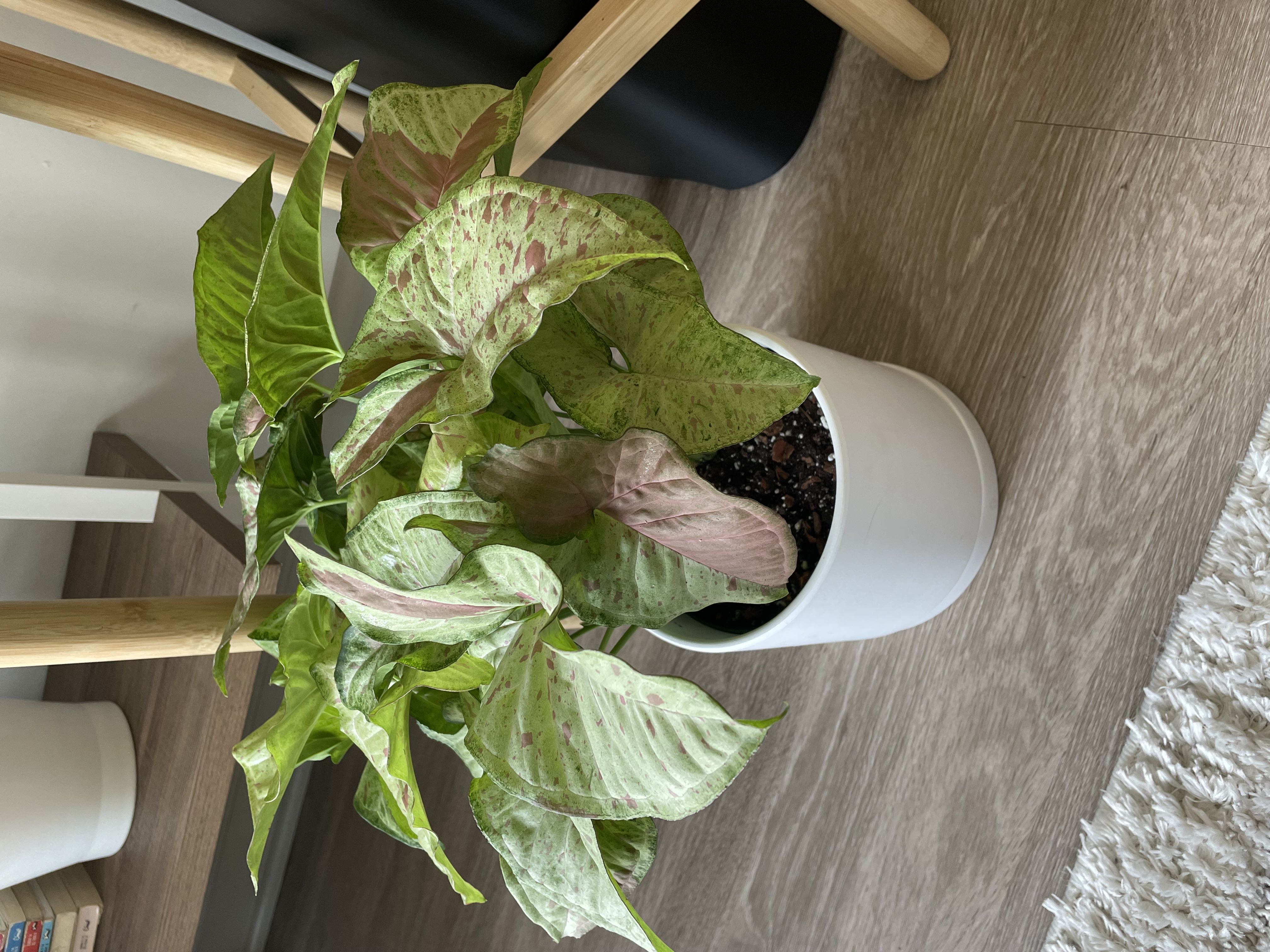 Photo from the post