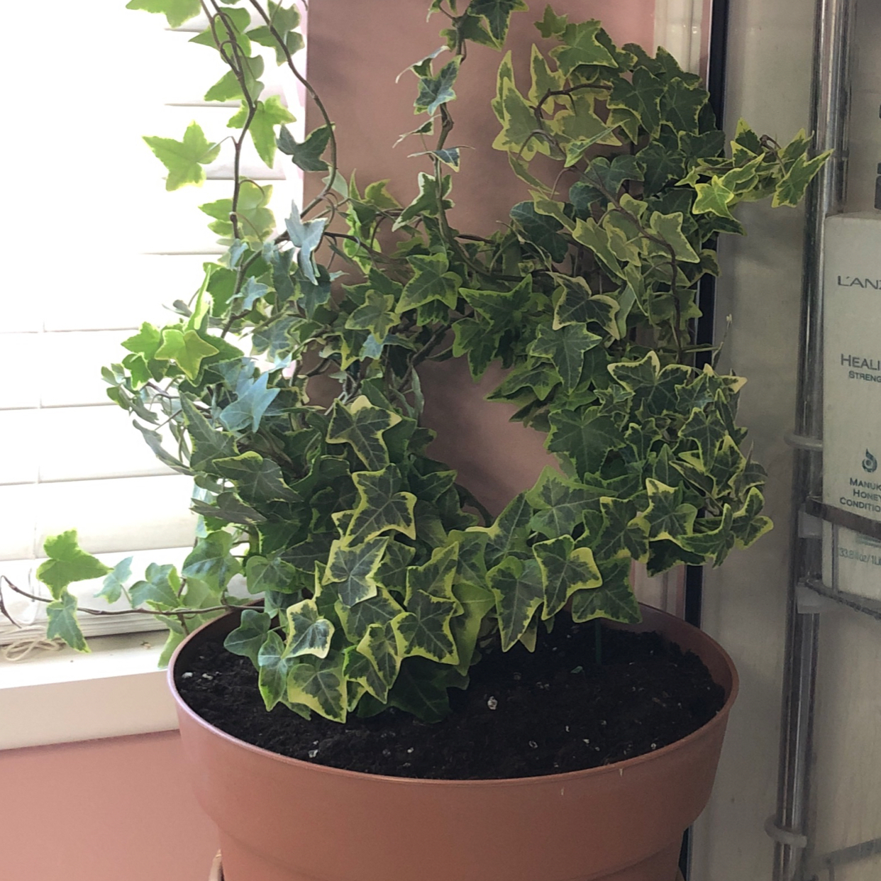 Potted English Ivy 'Goldchild' with variegated leaves, healthy and well-framed.
