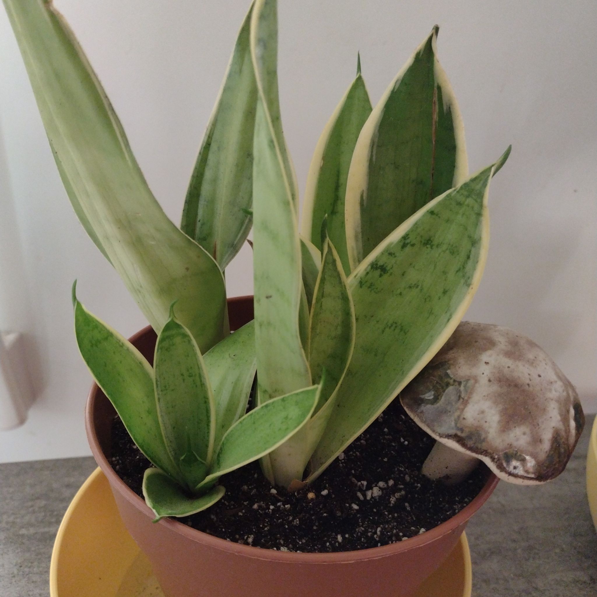 Sansevieria Night Owl plant in a pot with a mushroom growing in the soil.
