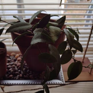 Hoya caudata Sumatra plant in Thompson, Ohio