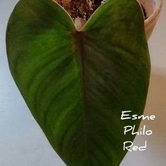 Red Emerald Philodendron plant in Thompson, Ohio